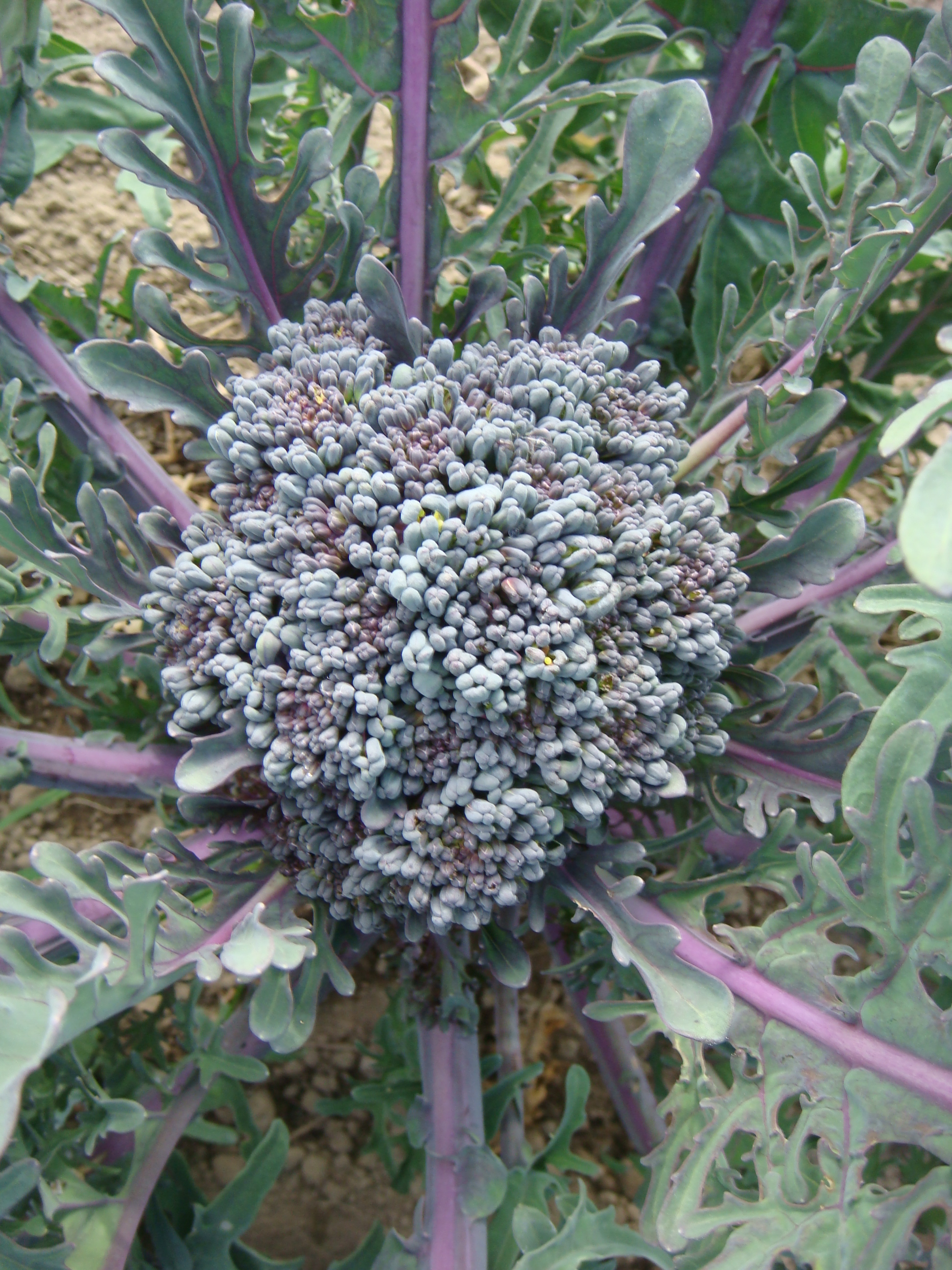 purple sprouting broccoli seedlings