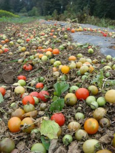 So long, cherry tomatoes.
