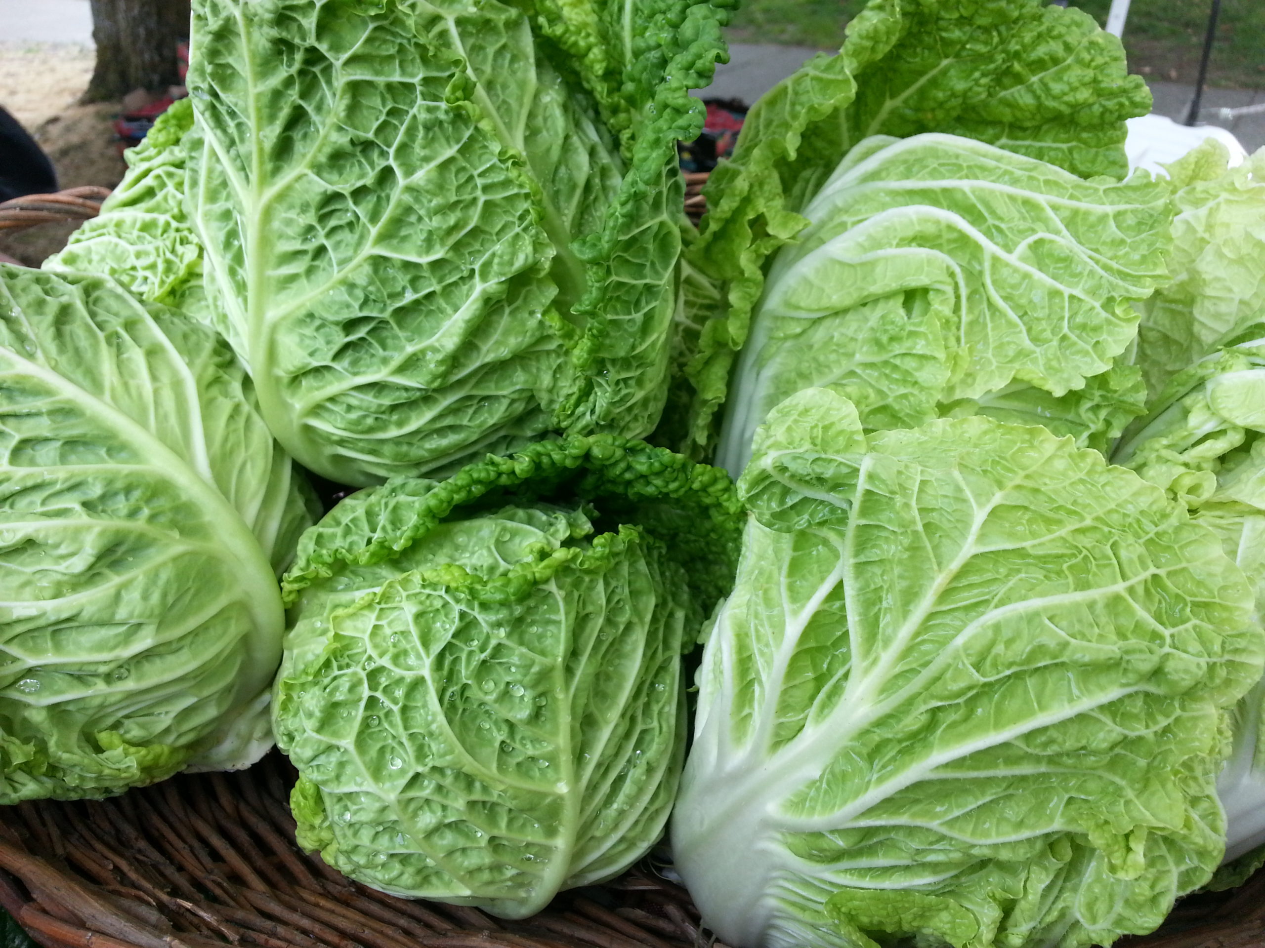 Cabbage Skylight Farms