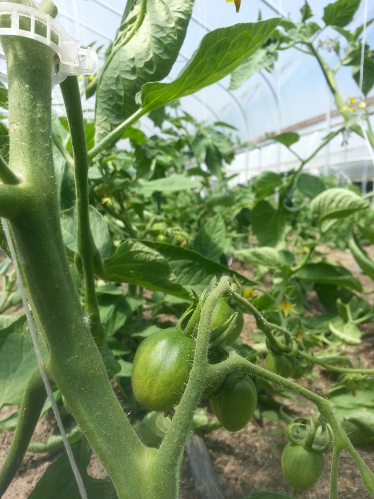Tomatoes on June 6th!