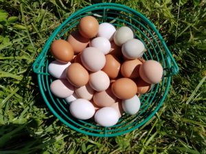 Eggs_in_basket