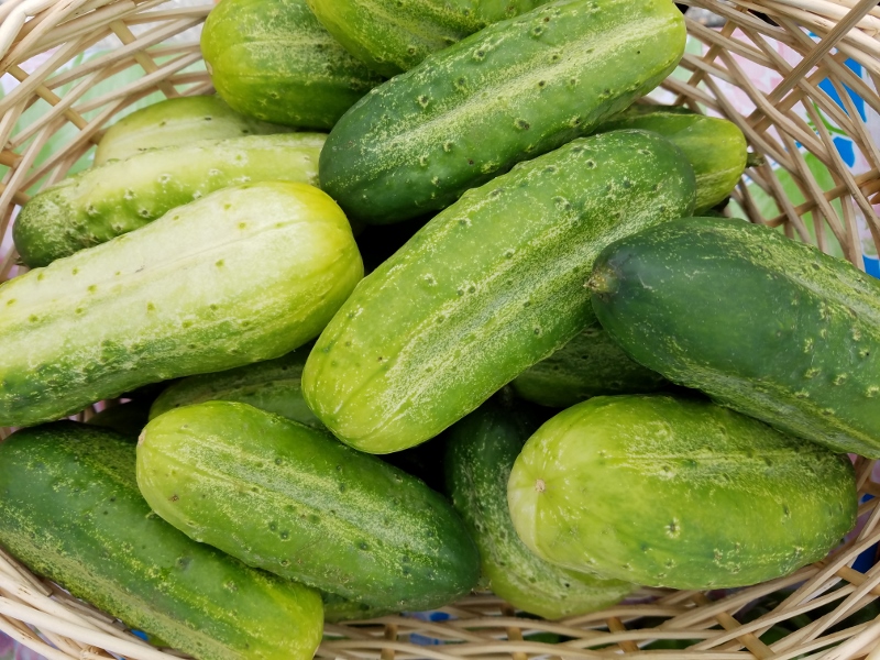 Cucumber_pickling_small
