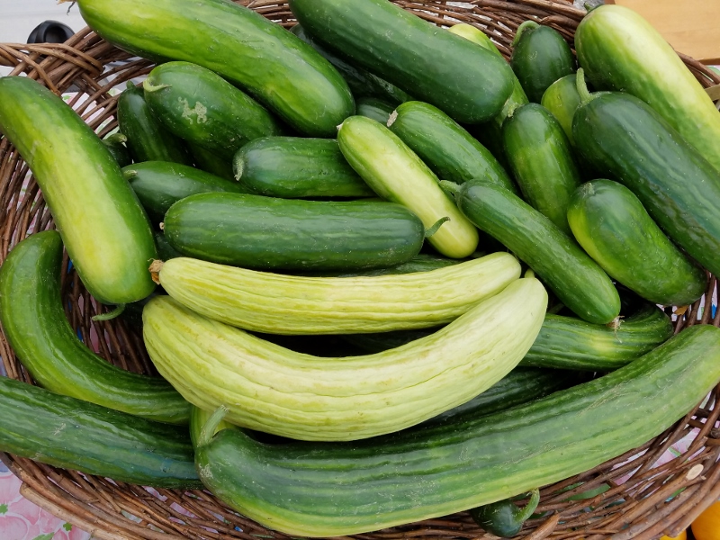Cucumbers_small