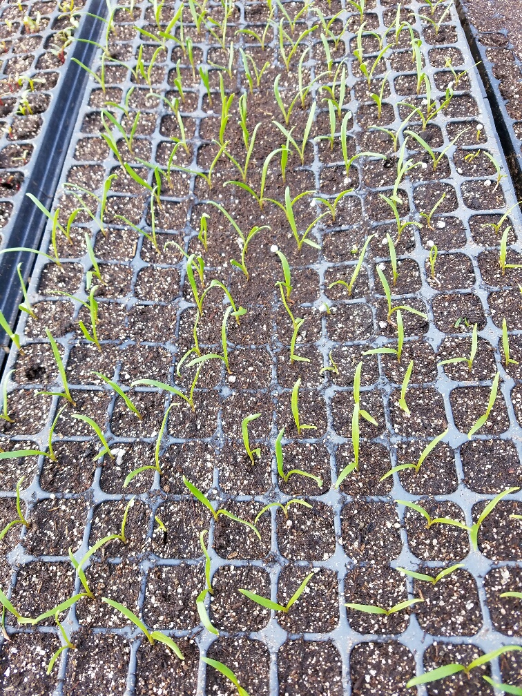 Grow little spinach, grow!