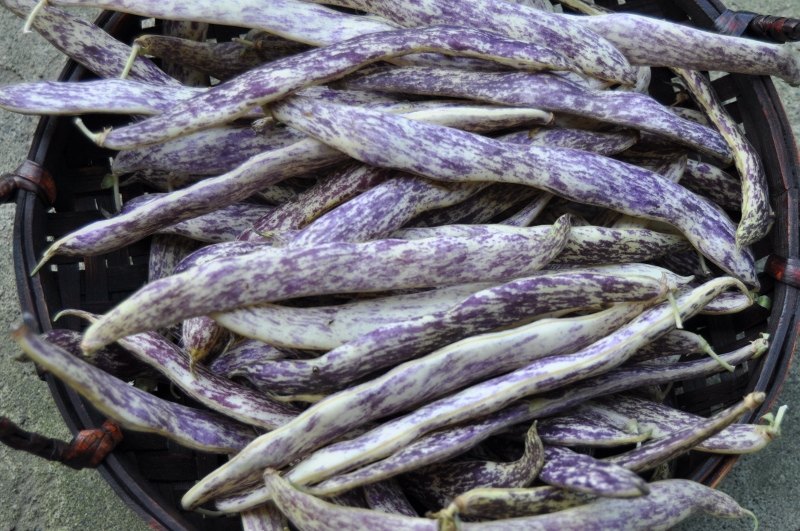magic purple beans